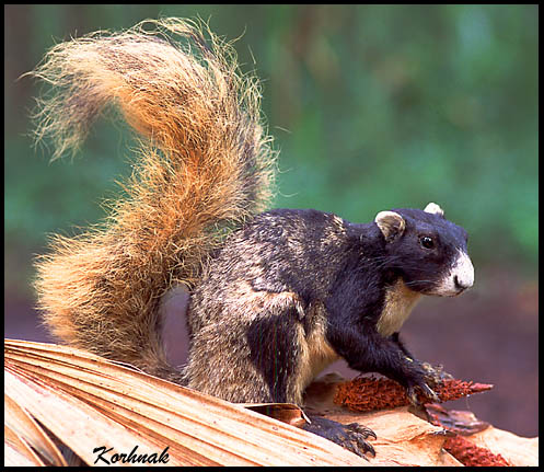 sf-squirrel