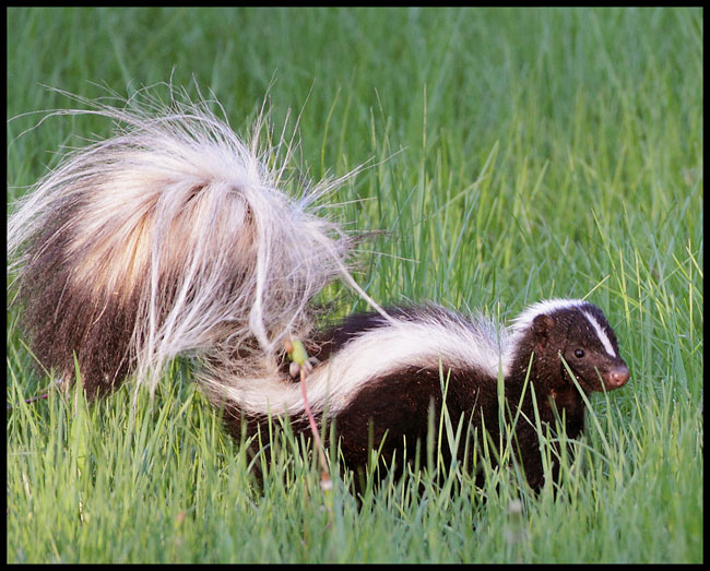 Striped Skunk - Institute of Food and Agricultural Sciences - University of  Florida, Institute of Food and Agricultural Sciences - UF/IFAS
