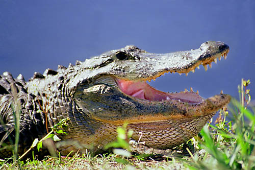 american-alligator