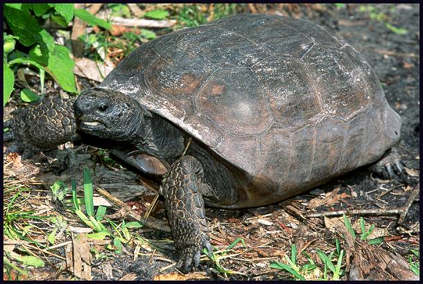 gopher-tortoise