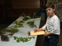 young boy identifying trees by their leaves