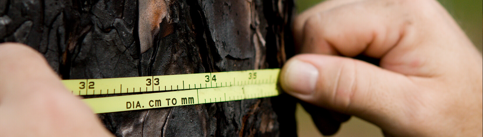 hands measuring a tree with a tape measure