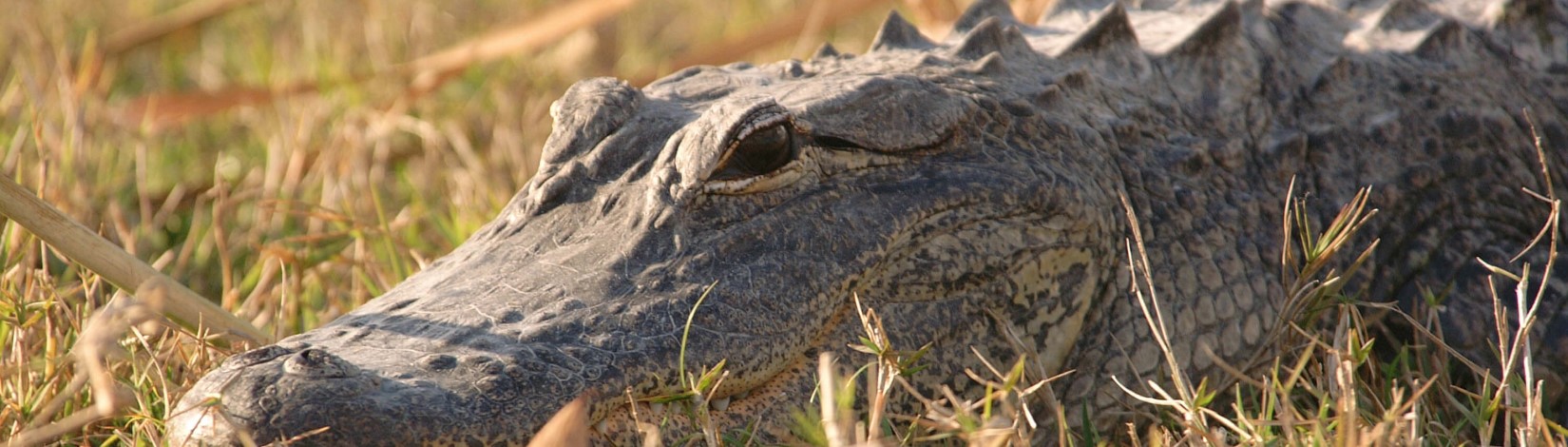 An alligator laying down
