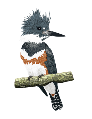 belted kingfisher