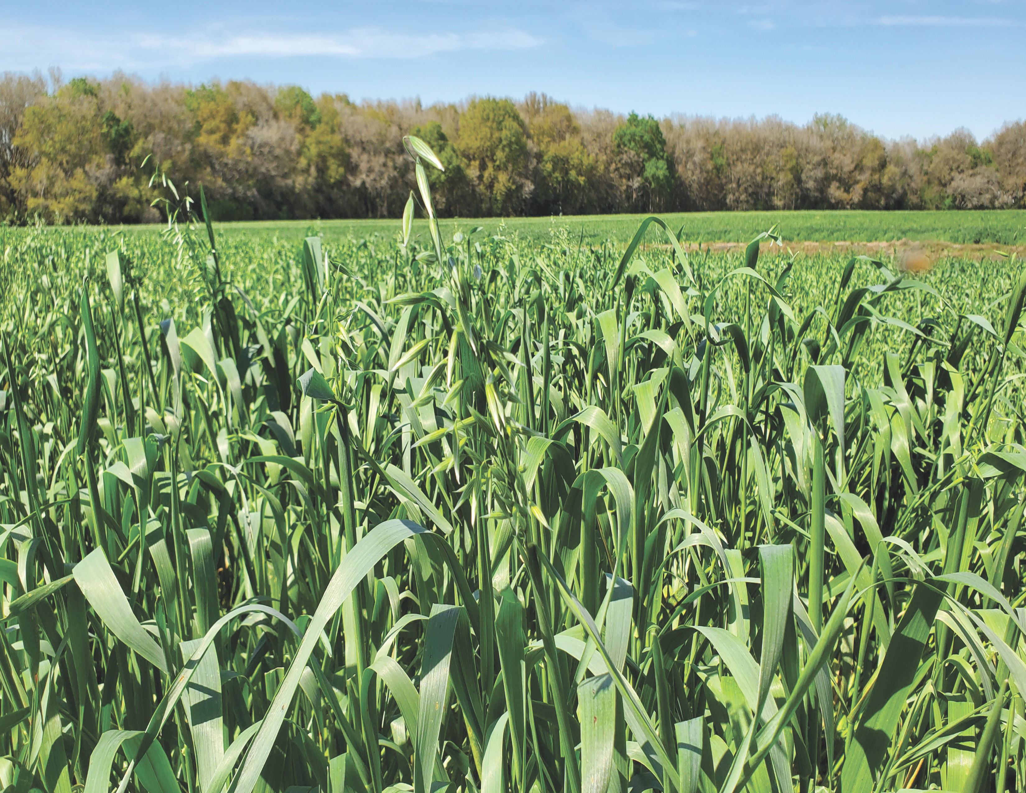 Forage Extension Lab