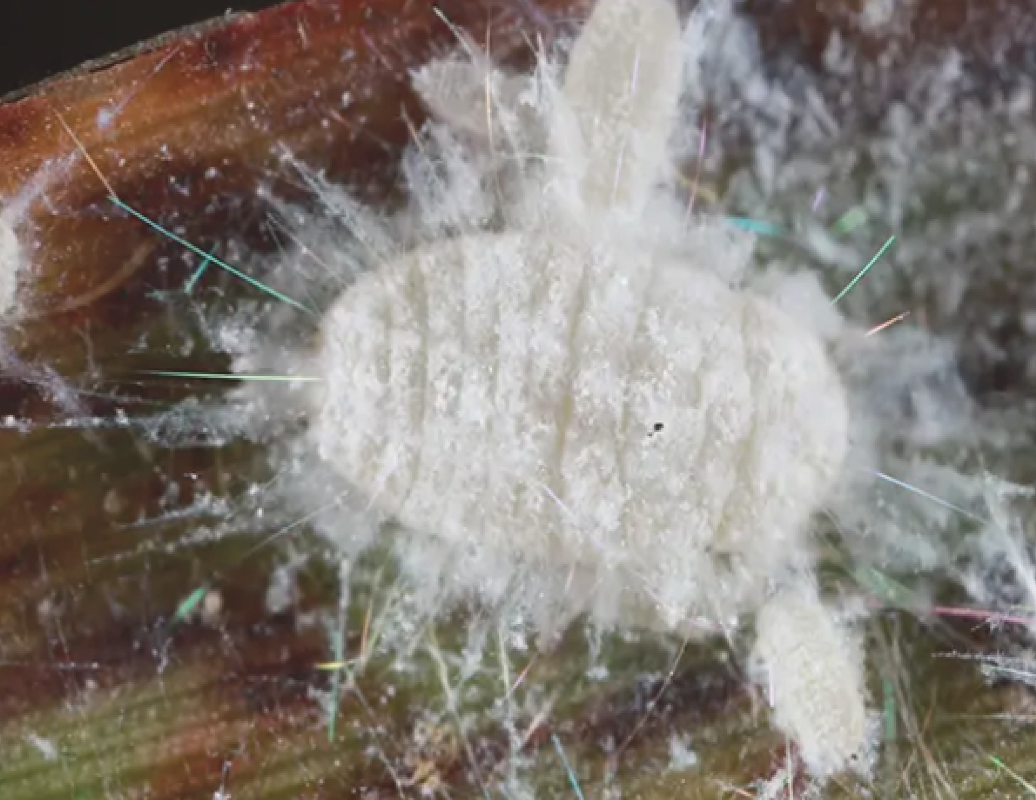 Pasture Mealybugs