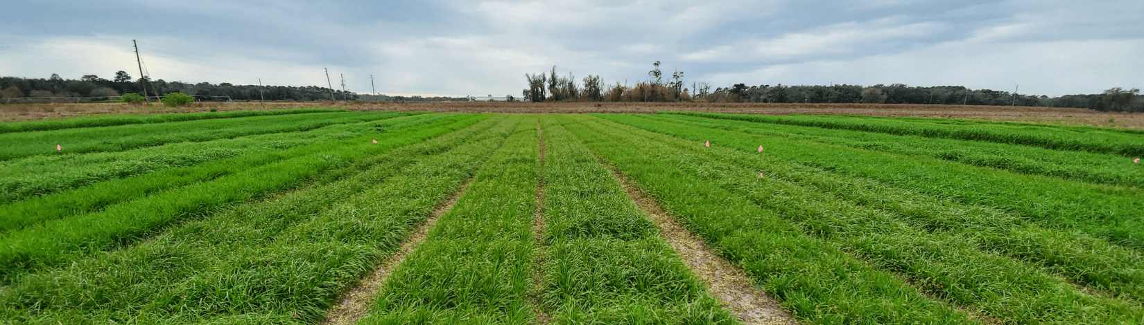 A green field