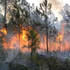 A fire burning a forest