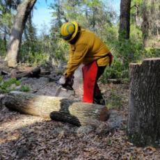 Individual cutting a fallen tree with a chainsaw