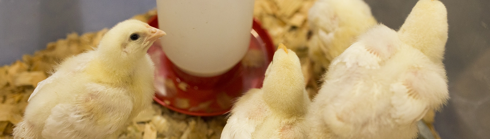 chicks in a brooder with a shallow water dispenser