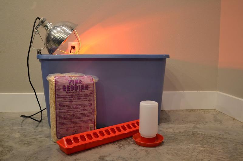 Chick care supplies: shavings, waterer, feeder, bin, heat lamp