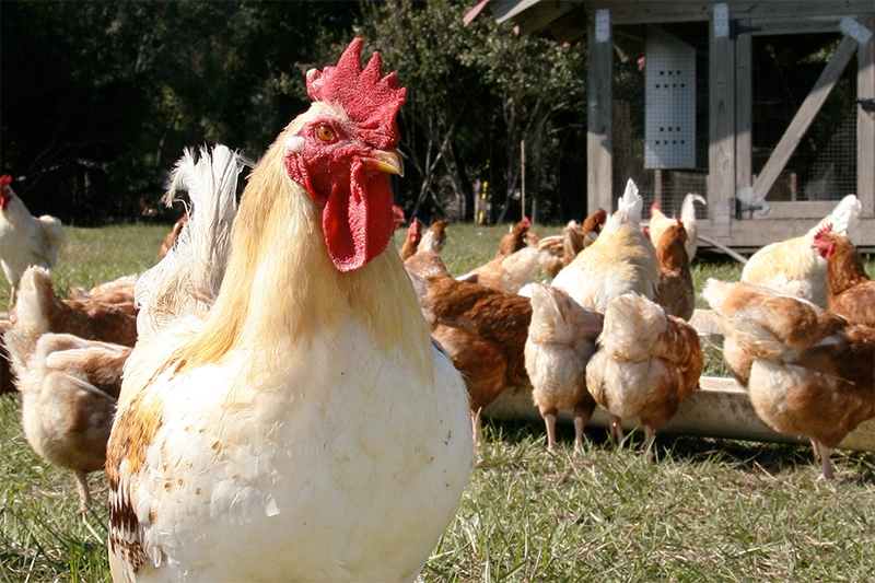 Pastured Poultry