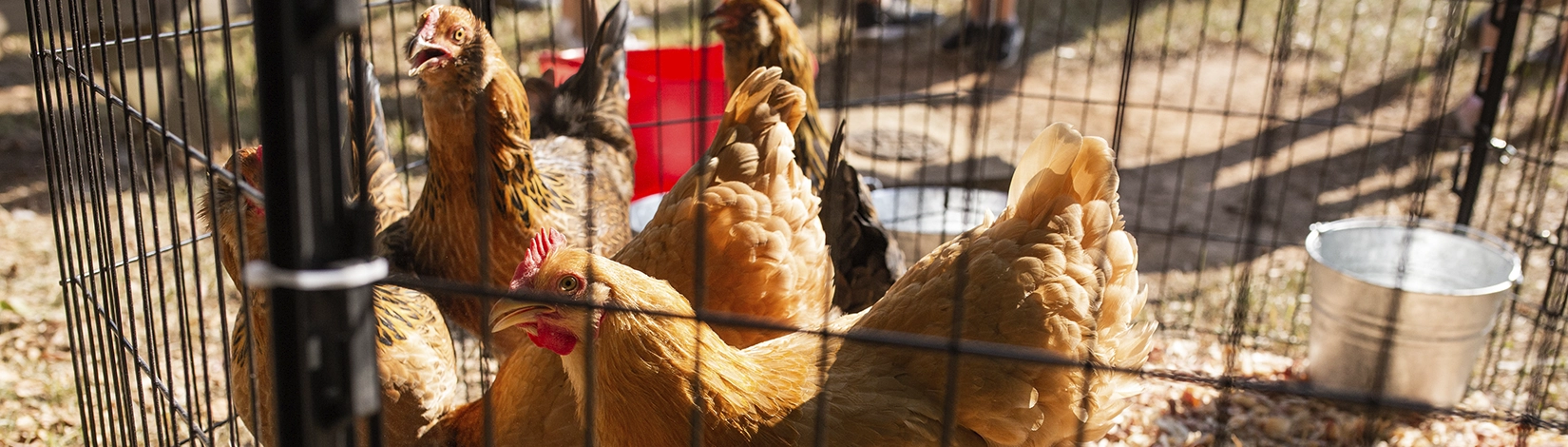 Hens in a pen outside