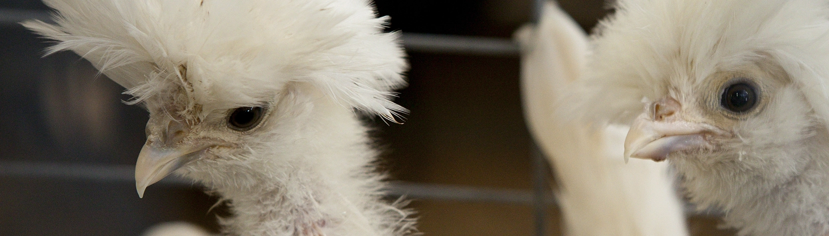 two chickens in a cage