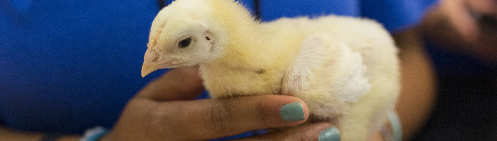 hands holding an older chick