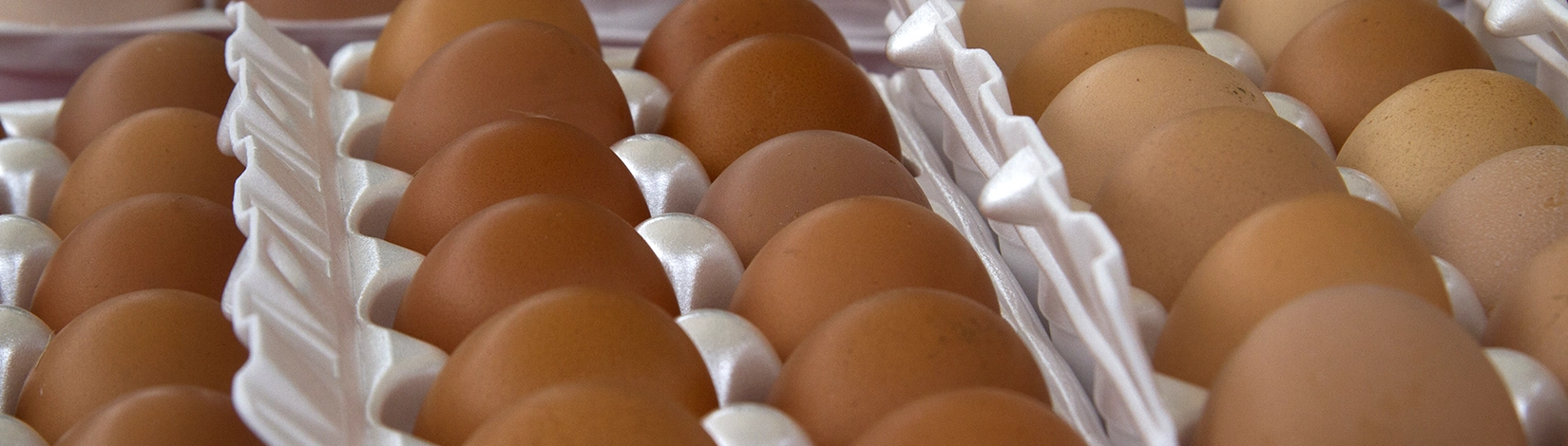 eggs in egg cartons
