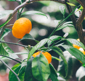 orange tree - close up
