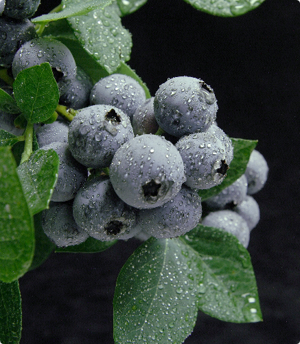 Blueberries with water droplets