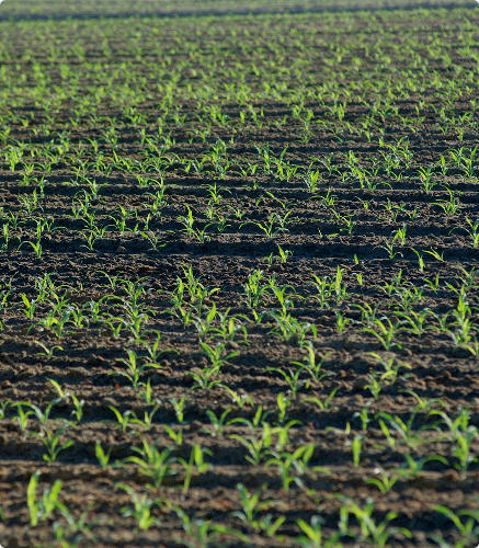 crop rows