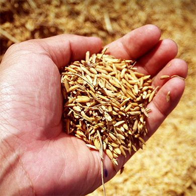 handful of grain