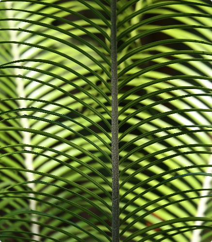 tropical foliage plant