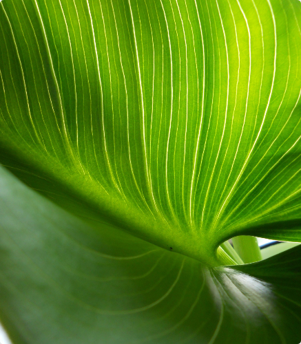 tropical foliage plant