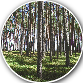 forest species crop