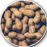peanut crop