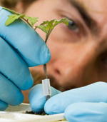 male student researcher inspecting a crop sample in the laboratory