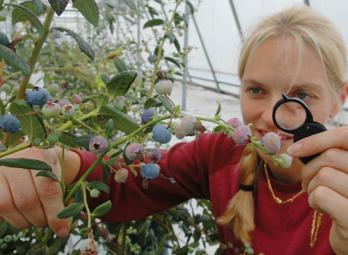 female student using a magnifying glass to inspect blueberries growing in a greenhouse