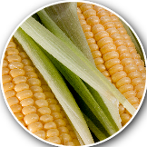sweet corn crop