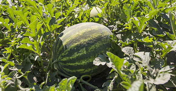 Photo of a watermelon in a field