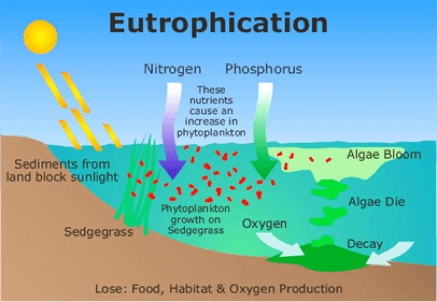 Diagram of Eutrophication 