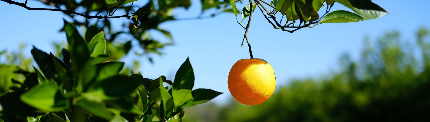 low-hanging-fruit-orange