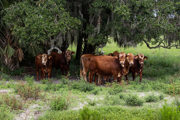 123-cows-in-field