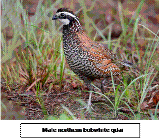 723-bobwhite