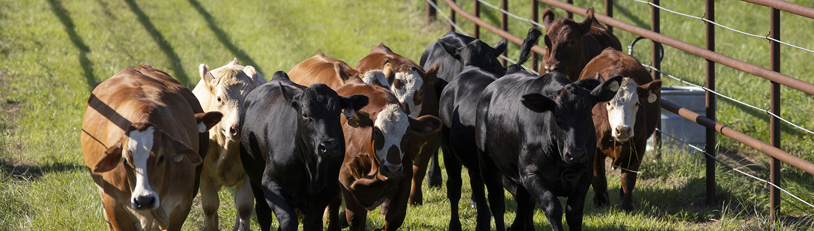 Animal Sciences student herding cattle at the Beef Teaching Unit (BTU). Photo taken 09-08-20.