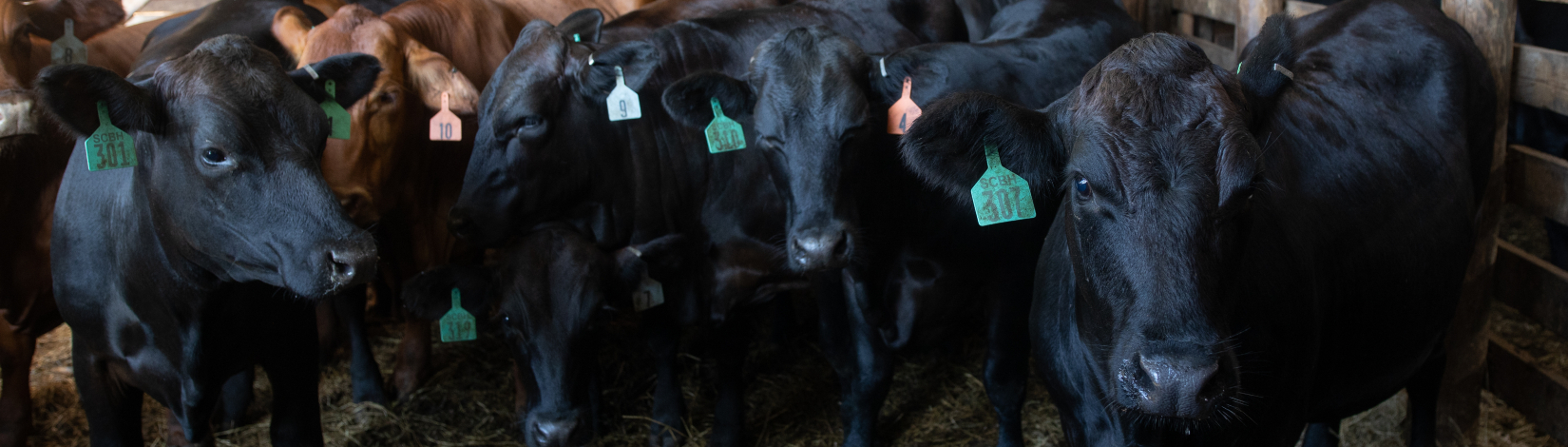 beef cattle in a stockade