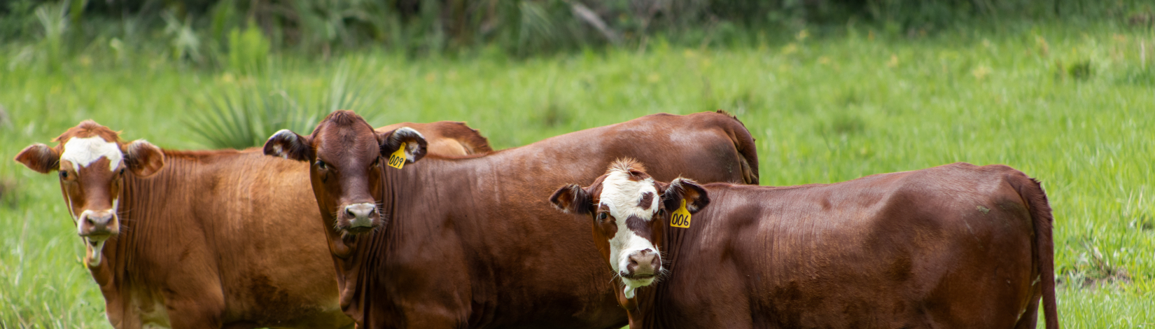 Beef cattle in a pasture