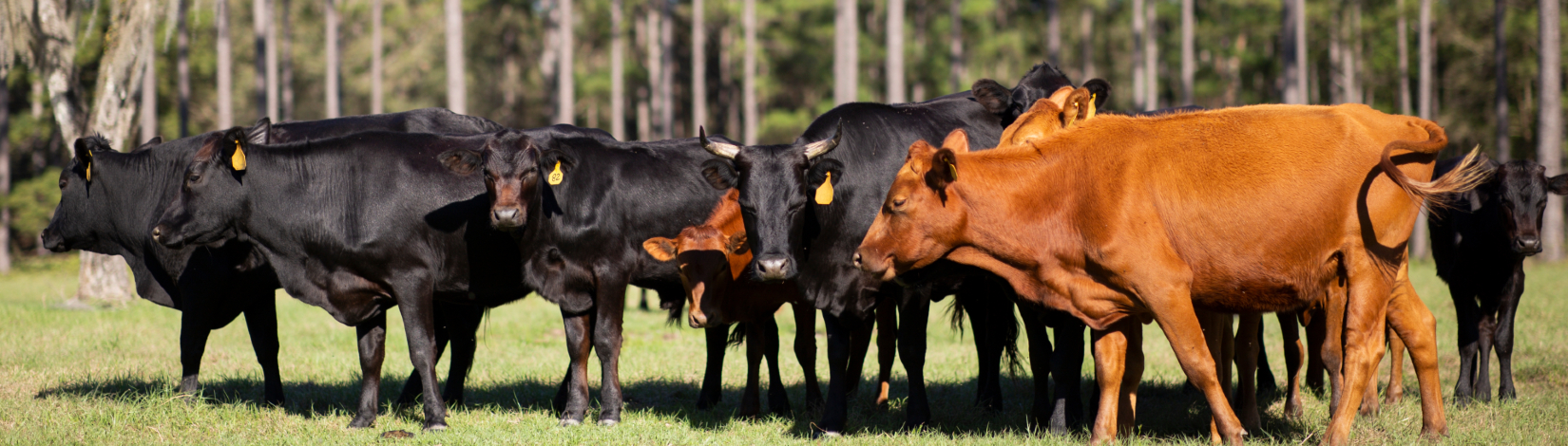 Cattle on a ranch