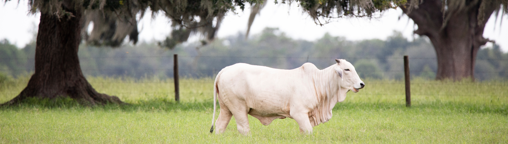 Brahman cow in a pasture