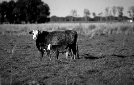 buck-island-cow