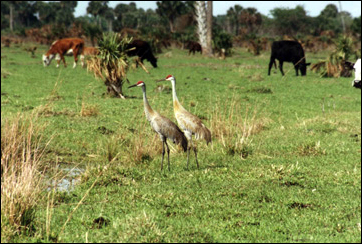 buck-island-cranes