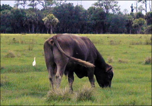 longino-ranch-braunvieh