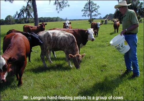 longino-ranch-cows