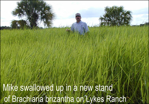 lykes-ranch-grass