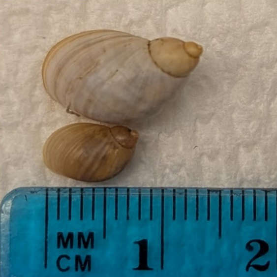 Figure 1. Succineidea adult and juvenile.