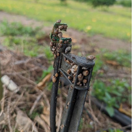 Figure 2. Commonly observed moisture aggregation and climbing behavior