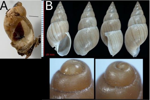 Figure 3 Succinea shell parasitized with a Sarcophagidae fly