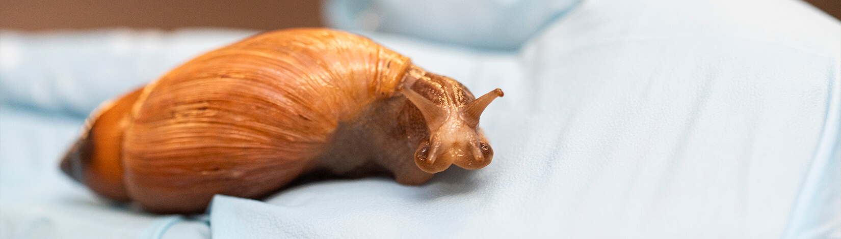 Rosy Wolf Snail